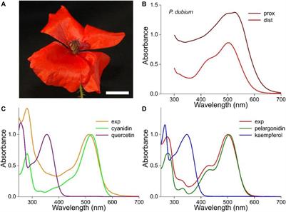 Coloration of Flowers by Flavonoids and Consequences of pH Dependent Absorption